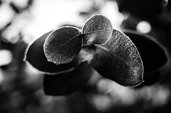 frost-1