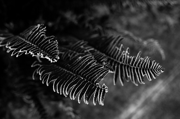 frost-3
