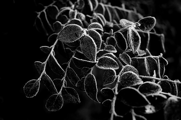 frost-2