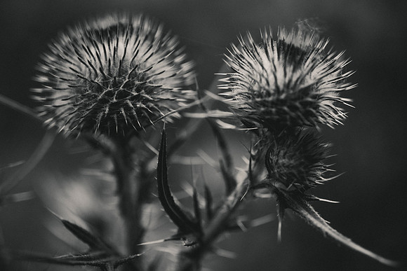 NE