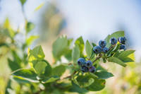 berry picking 23