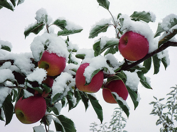 apples-1