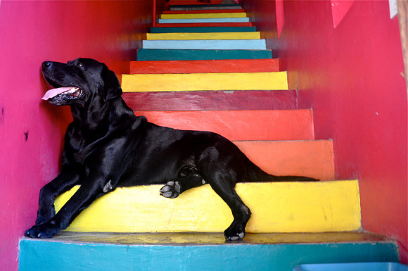 sayulita dog